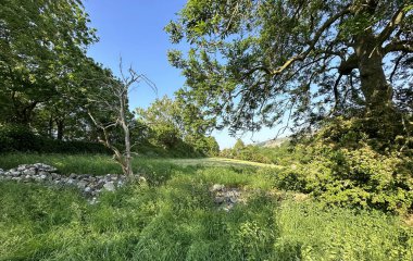 Kırsal alan, Eshington Lane, taş duvarlar, eğimli tarlalar, eski ağaçlar ve tepeler, Aysgarth, İngiltere