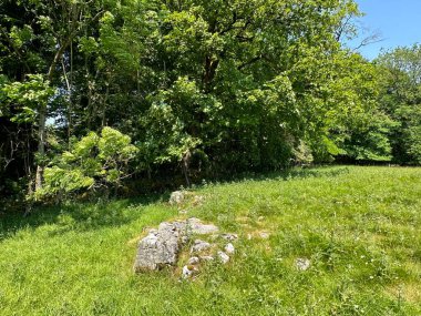 Kırsal alan, yabani bitkiler, kayalar ve yaşlı ağaçlarla, Threshfield, İngiltere yakınlarında güneşli bir günde.