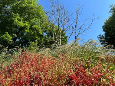 Vahşi kırmızı çiçekler, çimenler, yaşlı ağaçlar ve uçan kuşlar, İngiltere 'nin Sowerby Köprüsü yakınlarında mavi bir gökyüzüne karşı kurulmuş. 