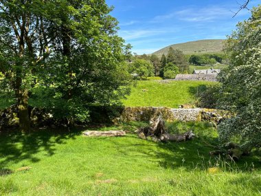 Yorkshire Dales sahnesi, kurumuş taş duvarlar, eski ağaçlar, yabani bitkiler, ve Ingleton, İngiltere 'deki uzak çiftlikler ve tepeler,