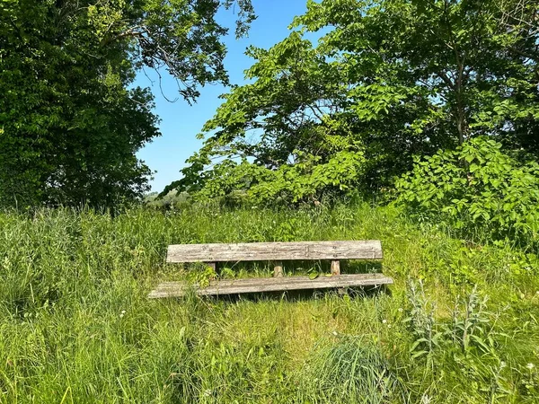 Old Wooden Bench Surrounded Wild Plants Old Trees Sunny Day — Stock Photo, Image