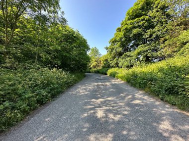 Yukarı bak, Highmoor Lane, yabani bitkiler, eski ağaçlar, ve mavi gökyüzü, Cleckheaton, İngiltere