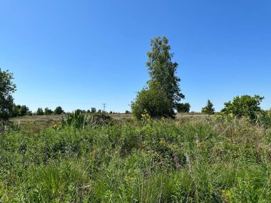 Norveç 'in yukarısındaki Moorland' da, İngiltere 'nin Sowerby Köprüsü yakınlarında mavi bir gökyüzüne karşı uzanan gorse, yabani bitkiler ve ağaçlar.