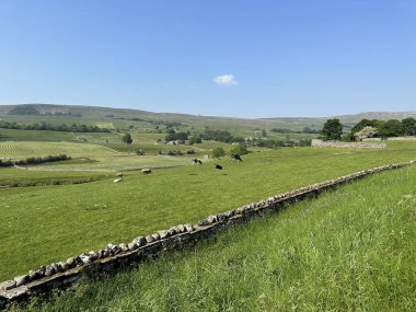 Kuzey Yorkshire kırsal alanı, kuru taş duvarlar, tarlalar, inekler, koyunlar ve tepelerle, güneşli bir günde, Leyburn, İngiltere