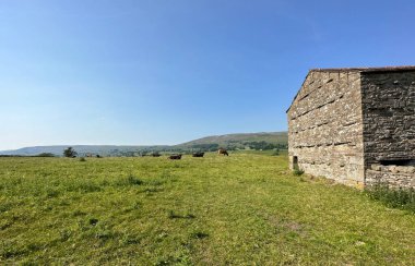 Bainbridge, Leyburn, İngiltere 'de eski taştan bir çiftlik binası, açık çayırları ve sığırları var.