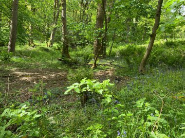 Vahşi bitkiler, çan çiçekleri, ağaçlar ve kırık güneş ışığıyla eski orman zemininde Hardcastle Crags, Halifax, İngiltere 'nin göbeğinde.