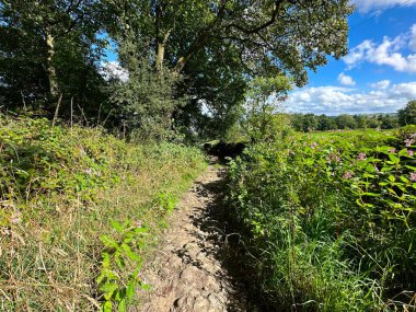 Kayalık patika, yüksek tepelerde, yabani bitkiler, eski ağaçlar ve yakınlardaki tarlalar, Altar Lane, Bingley, İngiltere