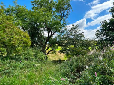 Çiftlik kapısı, yabani bitkiler, otlar ve ağaçlarla kaplı, uzak tarlaları olan, Swartha Lane, Silsden, İngiltere