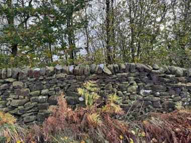 Swartha Lane, Silsden, İngiltere 'nin hemen yanında yıpranmış taştan bir duvar, yabani bitkiler ve yaşlı ağaçlarla sonbahar sahnesi.
