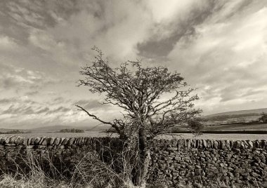 Kış mevsimi, tepelerde, Bank Lane yakınlarında, eski bir ağaç, kuru taş duvarlar ve uzak tepeler, Silsden, Yorkshire 'da (Vintage)