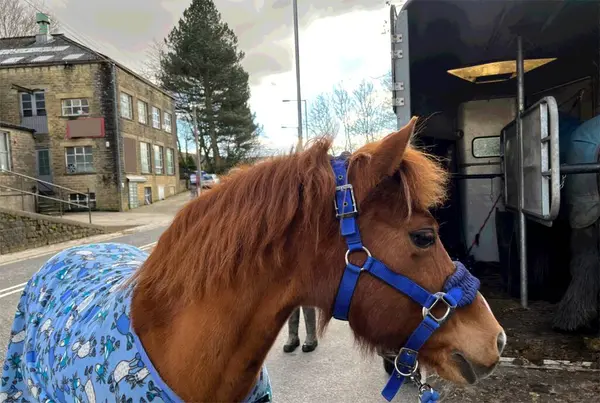 Kasztanowaty Koń Niebieskim Koniem Stojący Obok Przyczepy Konnej Hebden Road Zdjęcia Stockowe bez tantiem