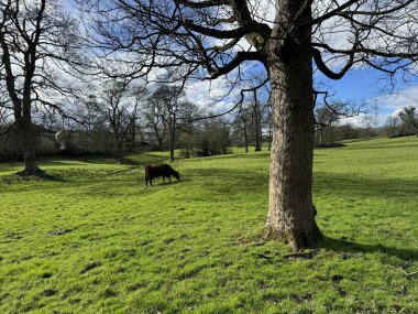 Kırsal alan, açık tarlalar, sığırlar ve çıplak eski ağaçlarla birlikte, Dewsbury Yolu, Gomersal, İngiltere yakınlarındaki kış günlerinde.