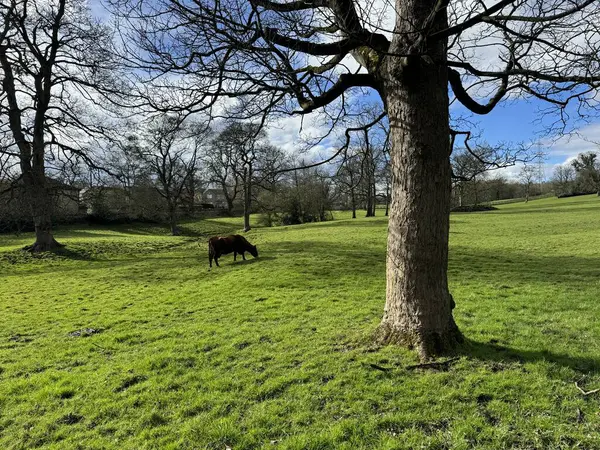 英国Gomersal Dewsbury Road Dewsbury Road附近的乡村风景 冬去春来 有开阔的田野 牛群和光秃秃的老树 图库图片