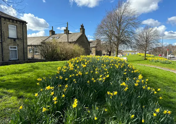 On a lush hill, yellow daffodils bloom beneath a cloud-speckled sky, while Victorian stone houses and a solitary bare tree line Tong Street in Bradford, UK.