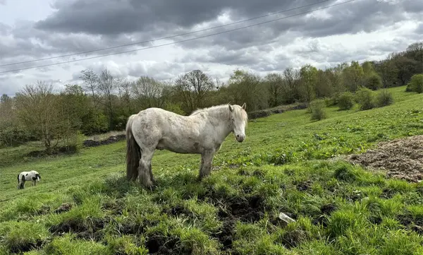 Biały Koń Stoi Wyraźnie Zielonym Polu Innym Koniem Widocznym Tle Zdjęcie Stockowe