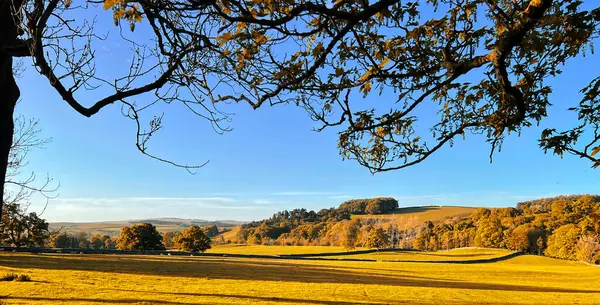 秋天的风景 在英国约克郡埃希顿 一个阳光灿烂的日子里 有广阔的田野 干燥的石墙 羊和树 图库图片