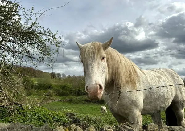 Biały Koń Jego Długa Grzywa Płynąca Stoi Spokojnie Drucianym Ogrodzeniem Zdjęcia Stockowe bez tantiem