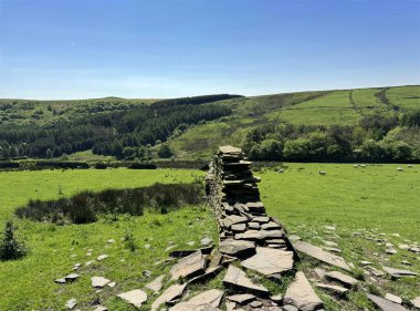 Koyunların sakince otladığı yeşil bir çayır boyunca uzanan taştan bir duvar, Grane Road, Rossendale, İngiltere yakınlarındaki ağaçlık ve dalgalanan tepelerle birlikte..