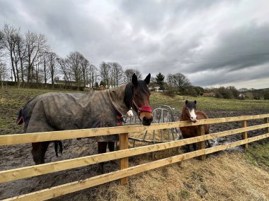 Soğuk bir kış gününde, ufukta ağaçlar beliren ve Pudsey, Yorkshire, İngiltere yakınlarında ağır bulutlar beliren, eğimli bir arazide, iki at rahatlar ve ahşap bir çitin arkasında beslenir..