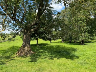 Büyük, yapraklı ağaçlar güneşli bir günde yemyeşil bir çayırın üzerine serin gölgeler bırakır. Sahne berrak mavi gökyüzünün ağaç tepe örtüsünün arasından, Gomersal, İngiltere 'ye baktığı sakin bir yer.