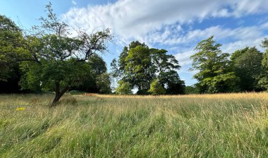 Çayırda yemyeşil çimenler uzanıyor, parçalı bulutlu bir gökyüzünün altında çeşitli ağaçlarla benekli. Sahne, İngiltere, Mirfield 'da sükunet ve doğal güzellik yayıyor.