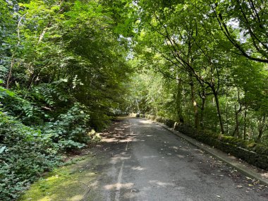 Shay Lane, yemyeşil gölgelikten süzülen güneş ışığıyla sık bir ormanda esiyor. Yol, kısmen yapraklarla kaplı, huzur ve yalnızlığı davet ediyor, Heaton Woods, Bradford, İngiltere 