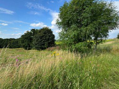 Mavi gökyüzünün altında uzun otların ve gür ağaçların karışımı sakin bir kır arazisi, huzur ve doğal güzelliğin özünü somutlaştırıyor, İngiltere, Mirfield 'da barışçıl bir ortam sunuyor.