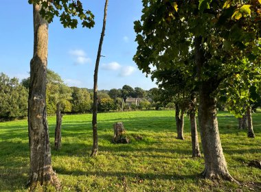 Uzun ağaçlar çimenli bir tarlanın üzerine uzun gölgeler bırakırlar. Uzak bir bina ancak yaprakların arasından görülebilir. Gökyüzü, İngiltere 'nin Harden kentindeki barışçıl atmosfere yeni bir hava katıyor.