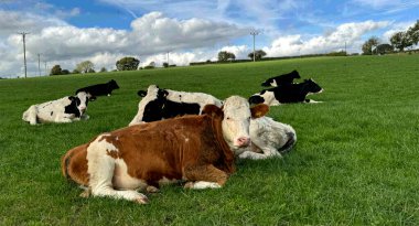 İnekler bulutlu bir gökyüzünün altında yemyeşil bir çayırda uzanıyorlar. Manzara, arka planda Kildwick, Keighley, İngiltere yakınlarındaki ağaçlar ve uzak tepelerle sakin.