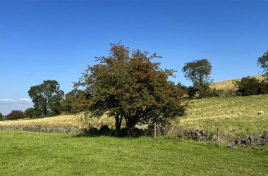 Bir ağaç kayan tepeler ve mavi bir gökyüzü olan çimenli bir tarlada belirgin bir şekilde duruyor. Uzakta otlayan koyunlar görülebilir ve İngiltere 'nin Elslack kentinin yakınlarındaki kırsal alana huzurlu bir dokunuş eklenebilir.