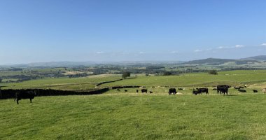 İnekler açık mavi bir gökyüzünün altında yemyeşil bir çayırda huzur içinde otlarlar. Yuvarlanan tepeler uzak mesafelere kadar uzanıyor ve Moor Lane, Elslack, İngiltere yakınlarındaki sakin bir kırsal alan oluşturuyor.