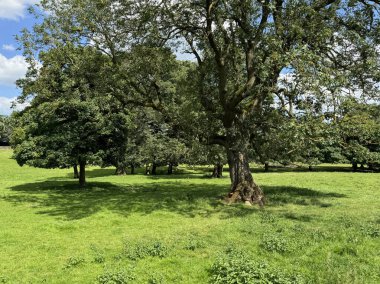 Güneş ışığı yemyeşil ağaçlardan oluşan bir gölgeliğin içinden süzülür açık bir çimen tarlasında durur. Dalların oluşturduğu yumuşak gölgeler İngiltere 'nin Gomersal şehrinde barışçıl ve davetkar bir manzara yaratır.