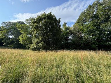 Tall grasses sways gently in the breeze under a bright, clear sky, while lush green trees form a dense backdrop. Wispy clouds stretch across the blue sky, creating an inviting scene in, Woodbottom, UK