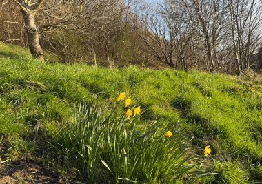 Sarı nergisler yemyeşil bir çayırda çiçek açar. Bahar mevsiminde yenilenme hissi uyandırır. Tepede çıplak ağaçlar duruyor, dalları açık mavi gökyüzüne uzanıyor, Bolton Ormanı, Shipley, İngiltere