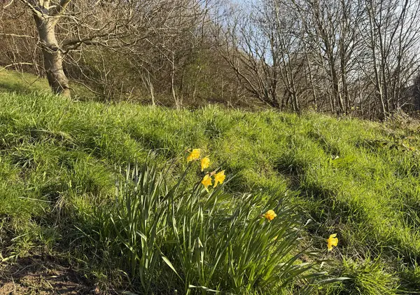 Sarı nergisler yemyeşil bir çayırda çiçek açar. Bahar mevsiminde yenilenme hissi uyandırır. Tepede çıplak ağaçlar duruyor, dalları açık mavi gökyüzüne uzanıyor, Bolton Ormanı, Shipley, İngiltere