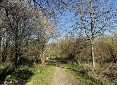 Berrak bir mavi gökyüzünün altında tomurcuklanan dalları olan ağaçlar tarafından çerçevelenmiş bir kış gününde, Beechwood Park 'ta kirli bir yol esiyor. Yumuşak güneş ışığı, Illingworth, Yorkshire, İngiltere 'deki çimlerin üzerindeki gölgeleri karalarken