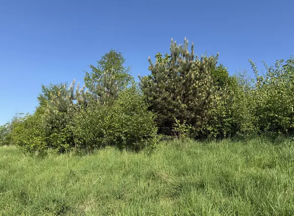 Bereketli yeşil bir manzara, açık mavi bir gökyüzü altında çeşitli ağaçlar ve çalılar barındırır. Güneş ışığı çimenli bölgeyi aydınlatarak doğanın Wrose, Shipley, İngiltere 'deki canlı renklerini artırır.