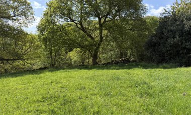 Güneşli bir günde yemyeşil bir çayır ağaçların altında yayılır. Sahne sakin, güneş ışığı Cullingworth, İngiltere yakınlarındaki Great Northern Demiryolu Patikası 'ndaki yaprakların arasından süzülüyor.