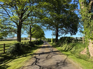 Sessiz bir köy şeridi uzun, gür ağaçlar ve çitlerle çevrili, patika boyunca karmaşık gölgeler bırakıyor. Açık mavi gökyüzü ve canlı yeşillik Farnley, Otley, İngiltere 'de güneşli bir gün olduğunu gösteriyor.