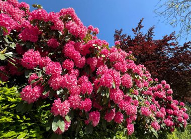 Adel Lane, Leeds, Yorkshire, İngiltere 'de açık mavi gökyüzü ve koyu yeşil yeşilliklerle çelişen, çağlayan kümelerde canlı pembe rhododendronlar çiçek açar.