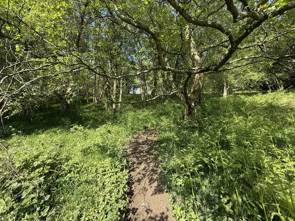 Güneşin yapraklı tepe örtüsünü delip geçtiği Büyük Kuzey Demiryolu Yolu 'nun yakınındaki yemyeşil bir ormandan geçen sakin bir toprak yol. Cullingworth, Yorkshire, İngiltere 'ye yakın..