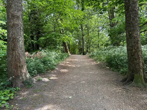 Uzun ağaçlar ve sık çalılıklarla çevrili, yemyeşil, Chellow Dean Woods 'un içinden toprak bir patika geçiyor. Güneş ışığı, Allerton, İngiltere 'de yerde gölgeler oluşturarak yaprakların arasından hafifçe süzülür.