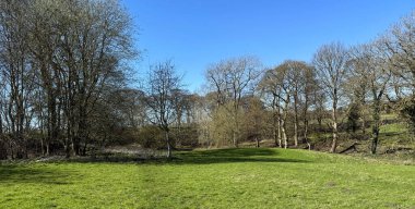 Güneşli çimenler, açık mavi gökyüzünün altındaki çıplak ağaçlara doğru uzanır ve İngiltere 'de Low Moor, Bradford, Yorkshire, Yorkshire' da çarpıcı bir kontrast yaratır..