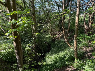 Yeşil bir katedral, ışıkla dikilmiş. Ormanaltı sabahı sımsıkı tutar. Eskiden Shipley Woods, Bradford, İngiltere 'de sahip olduğumuz anılara doğru ilerleyen noktalı yollar.