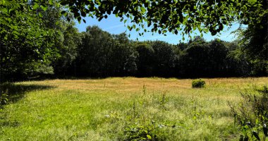 Güneş ışığı, uzun ve sık ağaçlarla çevrili yemyeşil bir çayırı nazikçe aydınlatır. Yapraklar tepemizde asılı, parlak ve açık bir günde huzurlu manzarayı çerçeveliyorlar, Apperley Köprüsü, Leeds, İngiltere