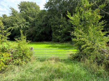 Yumuşak ışık, orman gölgesinden süzülüp, yeşil, yeşil ve Silkstone, Barnsley, İngiltere 'de sessiz bir çayıra dokunuyor.