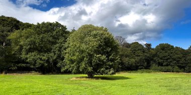 Bulutlar unutulmuş harfler gibi sürükleniyor ve ağaç Bingley, Yorkshire, İngiltere 'deki her kelimeyi hatırlıyor.