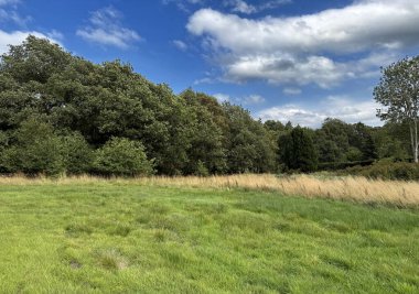 Yoğun ağaçlar ve bulutlarla kaplı yumuşak bir gökyüzü tarafından yontulmuş yemyeşil bir çayır açılır. Harden, Bingley, İngiltere 'de altın otlar çeşitli yükseklikler arasında yavaşça sallanmaktadır.