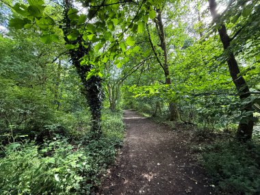 Fısıldayan yeşilliğin altında sessiz bir patika ormanlık alanda sessizliğe bürünür. Güneş ışığı parçalar halinde dans ediyor, yaprak gölgesi ve altın yakın bir yerde bir ışık ninnisi örüyor, Goit Stock Lane, Harden, İngiltere