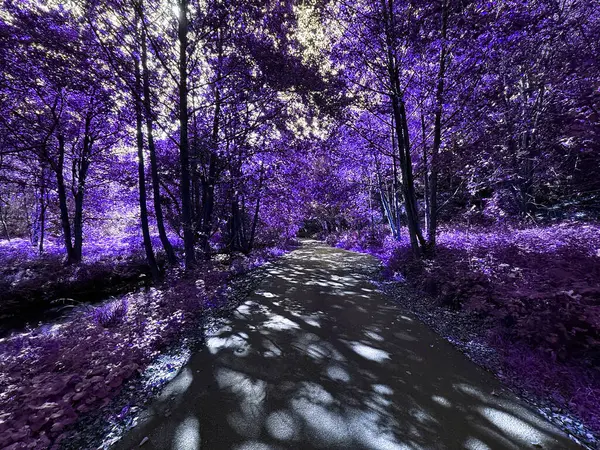 Bir lavanta sisi orman yolunu unutulmuş bir büyü gibi gizliyor. Işık paraşütü kutsal parçalara ayırıyor, yeryüzündeki gölgeler, Goit Stock Lane, Harden, Yorkshire, İngiltere